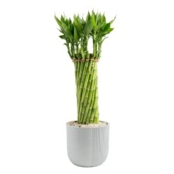 Grower's Choice Small Lucky Bamboo Indoor Plant In 3.5 In. Gray Decor Planter, Avg. Shipping Height 1-2 Ft. Tall