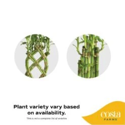 Grower's Choice Lucky Bamboo Indoor Plant In 5.5 In. Gray Square Ceramic Pot, Avg. Shipping Height 7 In. Tall -ECO PLANTS SHOP costa farms house plants bamwvbrgalblksq 1f 1000