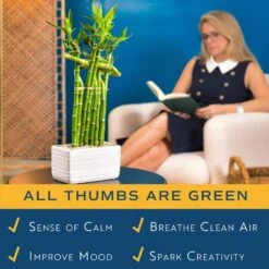 Grower's Choice Lucky Bamboo Indoor Plant In 5.5 In. Gray Square Ceramic Pot, Avg. Shipping Height 7 In. Tall -ECO PLANTS SHOP costa farms house plants bamwvbrgalblksq 44 1000