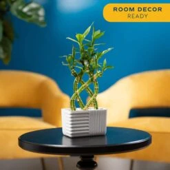 Grower's Choice Lucky Bamboo Indoor Plant In 5.5 In. Gray Square Ceramic Pot, Avg. Shipping Height 7 In. Tall -ECO PLANTS SHOP costa farms house plants bamwvbrgalblksq 4f 1000