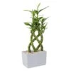 Grower's Choice Lucky Bamboo Indoor Plant In 5.5 In. Gray Square Ceramic Pot, Avg. Shipping Height 7 In. Tall -ECO PLANTS SHOP costa farms house plants bamwvbrgalblksq 64 1000