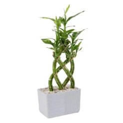 Grower's Choice Lucky Bamboo Indoor Plant In 5.5 In. Gray Square Ceramic Pot, Avg. Shipping Height 7 In. Tall