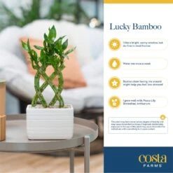 Grower's Choice Lucky Bamboo Indoor Plant In 5.5 In. Gray Square Ceramic Pot, Avg. Shipping Height 7 In. Tall -ECO PLANTS SHOP costa farms house plants bamwvbrgalblksq fa 1000