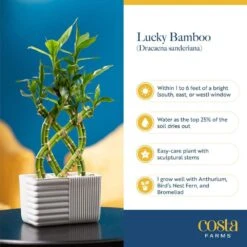 Grower's Choice Braided Lucky Bamboo Indoor Plant 5.5 In. White Square Ceramic Planter, Avg. Shipping Height 1-2 Ft.Tall -ECO PLANTS SHOP costa farms house plants bamwvbrgaliwhsq 1f 1000