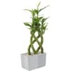 Grower's Choice Braided Lucky Bamboo Indoor Plant 5.5 In. White Square Ceramic Planter, Avg. Shipping Height 1-2 Ft.Tall