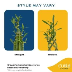 Grower's Choice Braided Lucky Bamboo Indoor Plant 5.5 In. White Square Ceramic Planter, Avg. Shipping Height 1-2 Ft.Tall -ECO PLANTS SHOP costa farms house plants bamwvbrgaliwhsq c3 1000