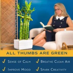 Grower's Choice Braided Lucky Bamboo Indoor Plant 5.5 In. White Square Ceramic Planter, Avg. Shipping Height 1-2 Ft.Tall -ECO PLANTS SHOP costa farms house plants bamwvbrgaliwhsq fa 1000