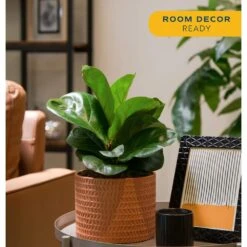 Little Fiddle Leaf Fig Indoor Plant In 6 In. Ceramic Planter, Avg. Shipping Height 10 In. Tall -ECO PLANTS SHOP costa farms house plants co 1 40qflyrata 4f 1000