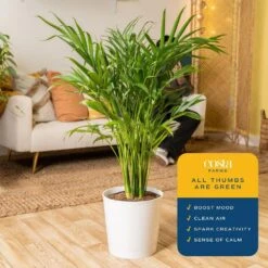 Cataractarum Indoor Palm (Cat Palm) In 9.25 In. Decor Planter, Avg. Shipping Height 3-4 Ft. Tall -ECO PLANTS SHOP costa farms house plants co 3 ct10 parwt 31 1000