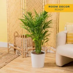 Cataractarum Indoor Palm (Cat Palm) In 9.25 In. Decor Planter, Avg. Shipping Height 3-4 Ft. Tall -ECO PLANTS SHOP costa farms house plants co 3 ct10 parwt 4f 1000