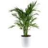Cataractarum Indoor Palm (Cat Palm) In 9.25 In. Decor Planter, Avg. Shipping Height 3-4 Ft. Tall 2 Cataractarum Indoor Palm (Cat Palm) In 9.25 In. Decor Planter, Avg. Shipping Height 3-4 Ft. Tall -ECO PLANTS SHOP costa farms house plants co 3 ct10 parwt 64 1000