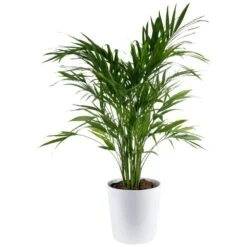 Cataractarum Indoor Palm (Cat Palm) In 9.25 In. Decor Planter, Avg. Shipping Height 3-4 Ft. Tall