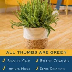 Kimberly Queen Fern Indoor Plant In 9.25 In. Decor Weave Pot, Average Shipping Height 1-2 Ft. Tall -ECO PLANTS SHOP costa farms house plants co 3 kq10 cyl 1f 1000