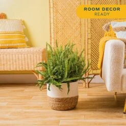 Kimberly Queen Fern Indoor Plant In 9.25 In. Decor Weave Pot, Average Shipping Height 1-2 Ft. Tall -ECO PLANTS SHOP costa farms house plants co 3 kq10 cyl 4f 1000