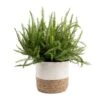 Kimberly Queen Fern Indoor Plant In 9.25 In. Decor Weave Pot, Average Shipping Height 1-2 Ft. Tall -ECO PLANTS SHOP costa farms house plants co 3 kq10 cyl 64 1000