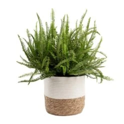 Kimberly Queen Fern Indoor Plant In 9.25 In. Decor Weave Pot, Average Shipping Height 1-2 Ft. Tall