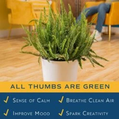 Kimberly Queen Fern Indoor/Outdoor Plant In 9.25 In. Decor Planter, Avg. Shipping Height 1-2 Ft. Tall -ECO PLANTS SHOP costa farms house plants co 3 kq10 parwt 31 1000