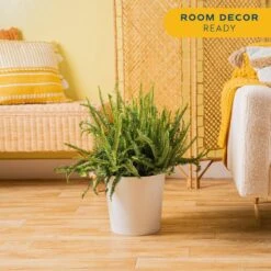 Kimberly Queen Fern Indoor/Outdoor Plant In 9.25 In. Decor Planter, Avg. Shipping Height 1-2 Ft. Tall -ECO PLANTS SHOP costa farms house plants co 3 kq10 parwt 4f 1000