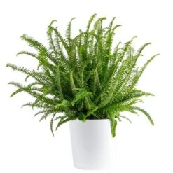 Kimberly Queen Fern Indoor/Outdoor Plant In 9.25 In. Decor Planter, Avg. Shipping Height 1-2 Ft. Tall