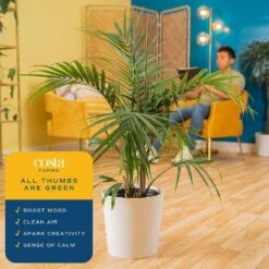 Majesty Palm Indoor Plant In 10 In. Decor Pot, Avg. Shipping Height 2-3 Ft. Tall -ECO PLANTS SHOP costa farms house plants co 3 mp10 parwht 31 1000