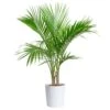 Majesty Palm Indoor Plant In 10 In. Decor Pot, Avg. Shipping Height 2-3 Ft. Tall 2 Majesty Palm Indoor Plant In 10 In. Decor Pot, Avg. Shipping Height 2-3 Ft. Tall -ECO PLANTS SHOP costa farms house plants co 3 mp10 parwht 64 1000