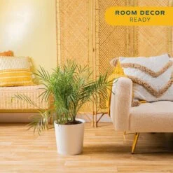 Roebellini, Pygmy Date Palm Indoor Plant In 10 In. Decor Planter, Avg. Shipping Height 3-4 Ft. Tall -ECO PLANTS SHOP costa farms house plants co 3 pxr parwt 31 1000