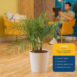 Roebellini, Pygmy Date Palm Indoor Plant In 10 In. Decor Planter, Avg. Shipping Height 3-4 Ft. Tall -ECO PLANTS SHOP costa farms house plants co 3 pxr parwt 4f 1000