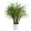 Roebellini, Pygmy Date Palm Indoor Plant In 10 In. Decor Planter, Avg. Shipping Height 3-4 Ft. Tall -ECO PLANTS SHOP costa farms house plants co 3 pxr parwt 64 1000