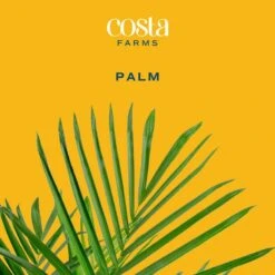 Roebellini, Pygmy Date Palm Indoor Plant In 10 In. Decor Planter, Avg. Shipping Height 3-4 Ft. Tall -ECO PLANTS SHOP costa farms house plants co 3 pxr parwt c3 1000