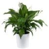 Spathiphyllum Peace Lily Indoor Plant In 9.25 In. Decor Planter, Avg. Shipping Height 2-3 Ft. Tall 2 Spathiphyllum Peace Lily Indoor Plant In 9.25 In. Decor Planter, Avg. Shipping Height 2-3 Ft. Tall -ECO PLANTS SHOP costa farms house plants co 3 st10 parwt 64 1000