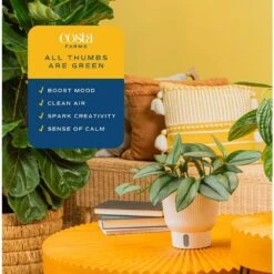 Trending Tropical Sterling Silver Indoor Plant In 6 In. Self-Watering Pot, Avg. Shipping Height 9 In. Tall -ECO PLANTS SHOP costa farms house plants co 3 stersil tt 44 1000