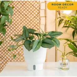 Trending Tropical Sterling Silver Indoor Plant In 6 In. Self-Watering Pot, Avg. Shipping Height 9 In. Tall -ECO PLANTS SHOP costa farms house plants co 3 stersil tt 4f 1000