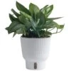 Trending Tropical Sterling Silver Indoor Plant In 6 In. Self-Watering Pot, Avg. Shipping Height 9 In. Tall -ECO PLANTS SHOP costa farms house plants co 3 stersil tt 64 1000