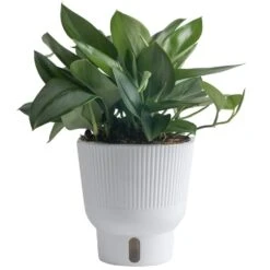 Trending Tropical Sterling Silver Indoor Plant In 6 In. Self-Watering Pot, Avg. Shipping Height 9 In. Tall