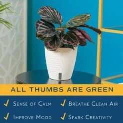 Calathea Dottie Indoor Plant In 6 In. Self-Watering Planter, Avg. Shipping Height 1-2 Ft. Tall -ECO PLANTS SHOP costa farms house plants co 3 tradnan tt 1f 1000