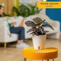 Calathea Dottie Indoor Plant In 6 In. Self-Watering Planter, Avg. Shipping Height 1-2 Ft. Tall -ECO PLANTS SHOP costa farms house plants co 3 tradnan tt 4f 1000