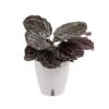 Calathea Dottie Indoor Plant In 6 In. Self-Watering Planter, Avg. Shipping Height 1-2 Ft. Tall -ECO PLANTS SHOP costa farms house plants co 3 tradnan tt 64 1000