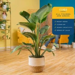 10 In. Bird Of Paradise Indoor Plant In Decor Basket, Average Shipping Height 2-3 Ft. Tall -ECO PLANTS SHOP costa farms house plants co 3 wb11 cyl 1f 1000