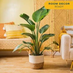 10 In. Bird Of Paradise Indoor Plant In Decor Basket, Average Shipping Height 2-3 Ft. Tall -ECO PLANTS SHOP costa farms house plants co 3 wb11 cyl 4f 1000