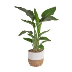 10 In. Bird Of Paradise Indoor Plant In Decor Basket, Average Shipping Height 2-3 Ft. Tall