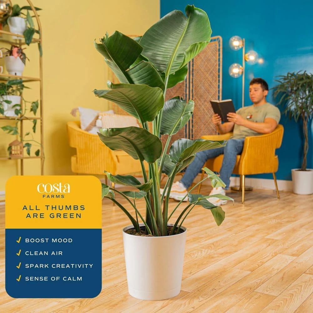 White Bird Of Paradise Indoor Plant In 10 In. Decor Pot, Avg. Shipping Height 2-3 Ft. Tall 7 White Bird Of Paradise Indoor Plant In 10 In. Decor Pot, Avg. Shipping Height 2-3 Ft. Tall - Image 5