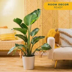 White Bird Of Paradise Indoor Plant In 10 In. Decor Pot, Avg. Shipping Height 2-3 Ft. Tall 14 White Bird Of Paradise Indoor Plant In 10 In. Decor Pot, Avg. Shipping Height 2-3 Ft. Tall -ECO PLANTS SHOP costa farms house plants co 3 wb11 parwht 4f 1000