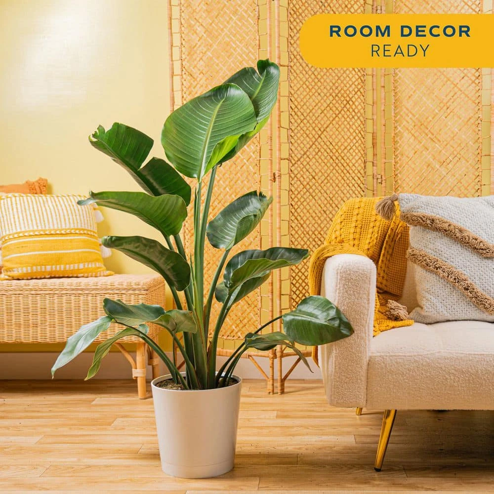 White Bird Of Paradise Indoor Plant In 10 In. Decor Pot, Avg. Shipping Height 2-3 Ft. Tall 6 White Bird Of Paradise Indoor Plant In 10 In. Decor Pot, Avg. Shipping Height 2-3 Ft. Tall - Image 4