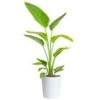 White Bird Of Paradise Indoor Plant In 10 In. Decor Pot, Avg. Shipping Height 2-3 Ft. Tall 2 White Bird Of Paradise Indoor Plant In 10 In. Decor Pot, Avg. Shipping Height 2-3 Ft. Tall -ECO PLANTS SHOP costa farms house plants co 3 wb11 parwht 64 1000