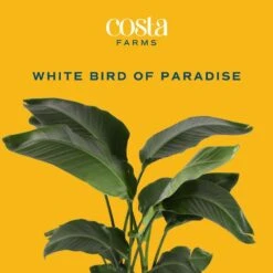 White Bird Of Paradise Indoor Plant In 10 In. Decor Pot, Avg. Shipping Height 2-3 Ft. Tall 13 White Bird Of Paradise Indoor Plant In 10 In. Decor Pot, Avg. Shipping Height 2-3 Ft. Tall -ECO PLANTS SHOP costa farms house plants co 3 wb11 parwht c3 1000
