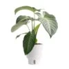Trending Tropical Xanthosoma Indoor Plant In 6 In. Self-Watering Pot 1 Trending Tropical Xanthosoma Indoor Plant In 6 In. Self-Watering Pot -ECO PLANTS SHOP costa farms house plants co 3 xan tt 64 1000