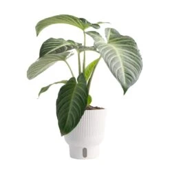 Trending Tropical Xanthosoma Indoor Plant In 6 In. Self-Watering Pot