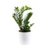 Zamioculas Zamiifolia Indoor ZZ Plant In 10 In. Decor Planter, Avg. Shipping Height 1-2 Ft. Tall 2 Zamioculas Zamiifolia Indoor ZZ Plant In 10 In. Decor Planter, Avg. Shipping Height 1-2 Ft. Tall -ECO PLANTS SHOP costa farms house plants co 3 zc10 parwht 64 1000