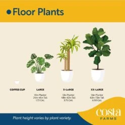 Zamioculas Zamiifolia Indoor ZZ Plant In 10 In. Decor Planter, Avg. Shipping Height 1-2 Ft. Tall -ECO PLANTS SHOP costa farms house plants co 3 zc10 parwht 76 1000