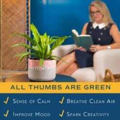 Grower's Choice Fern Indoor Plant In 6 In. Two-Tone Decor Planter, Avg. Shipping Height 1-2 Ft. Tall -ECO PLANTS SHOP costa farms house plants co 6fern 3 2to 44 1000